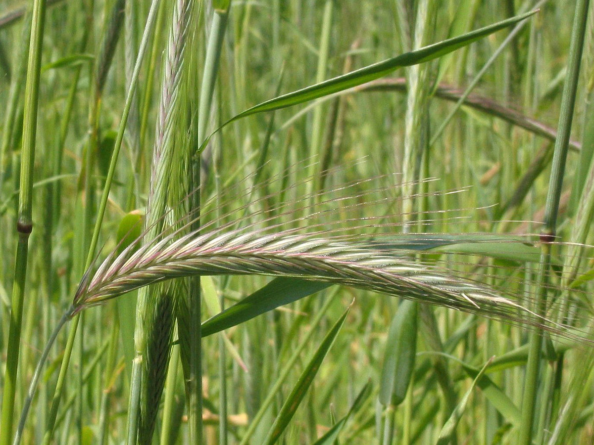 1200px-Rogge_aar_Secale_cereale_4×3.jpg