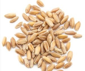 Health-Benefits-of-Triticale.png